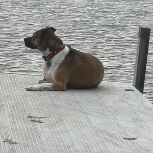 Meet your Posher, Patrick